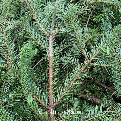 Huile essentielle - Sapin baumier