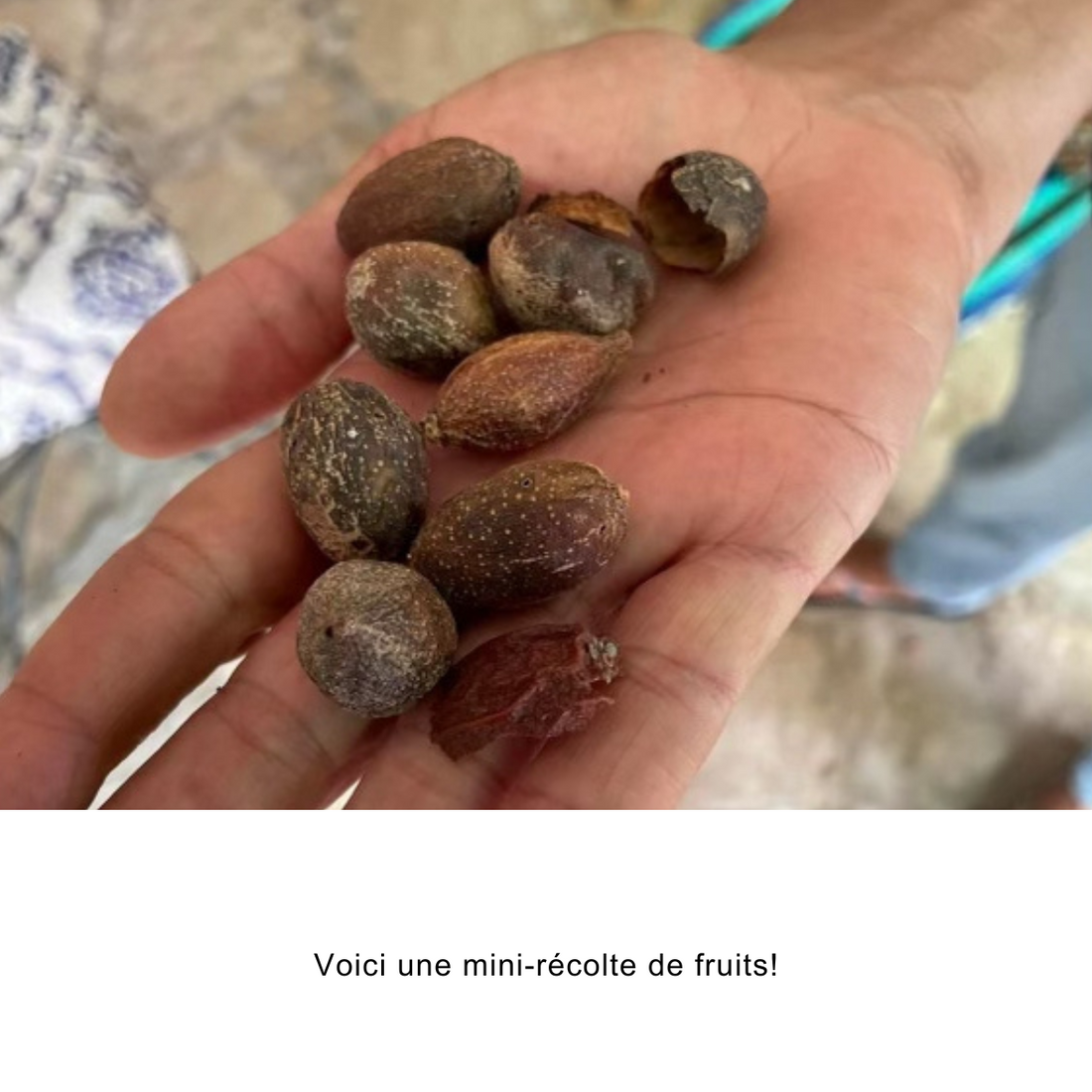Organic Argan Oil