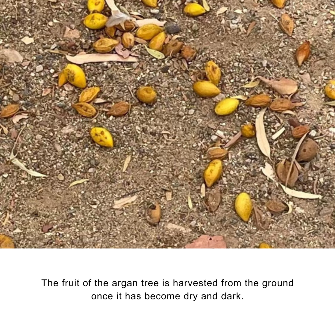 Organic Argan Oil