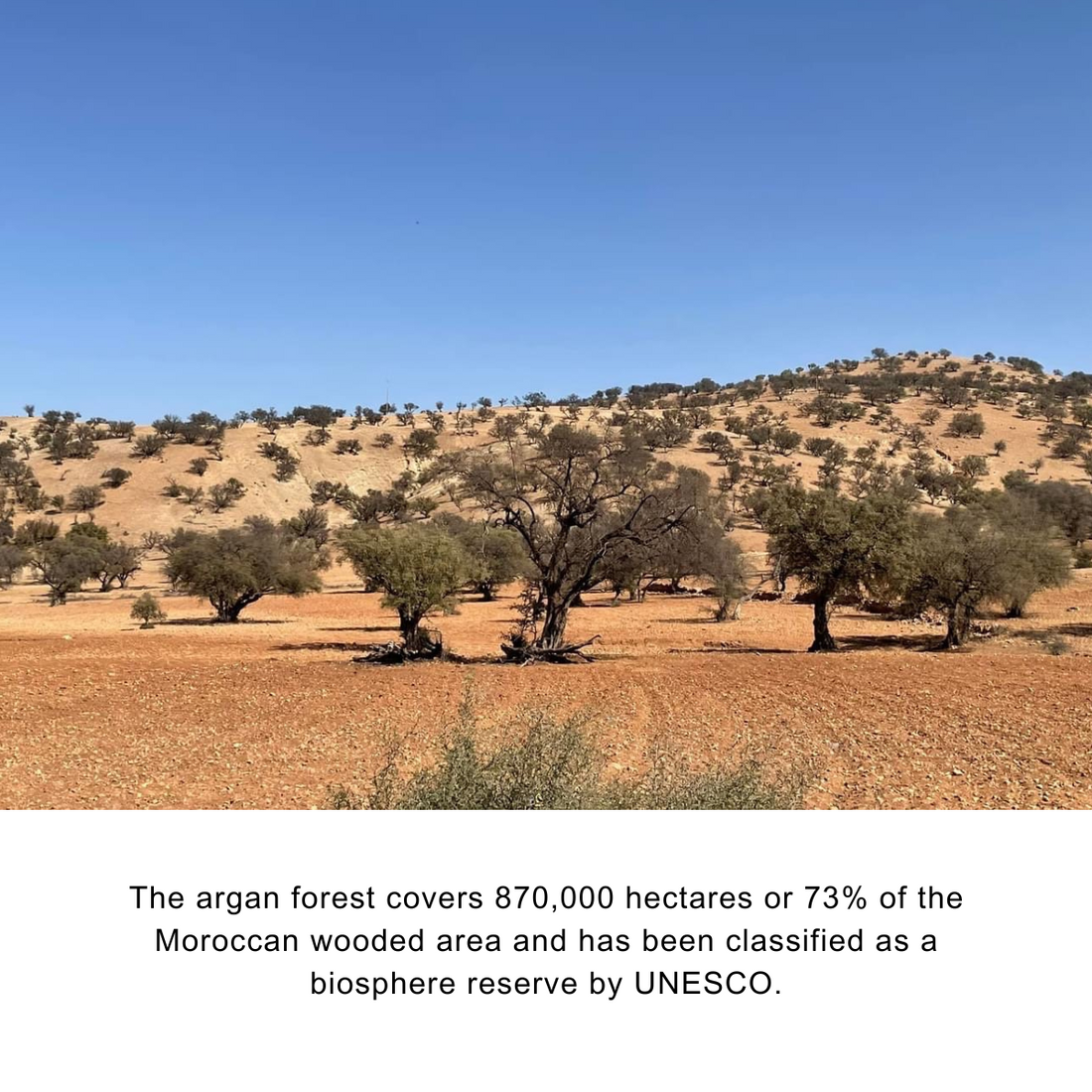 Organic Argan Oil