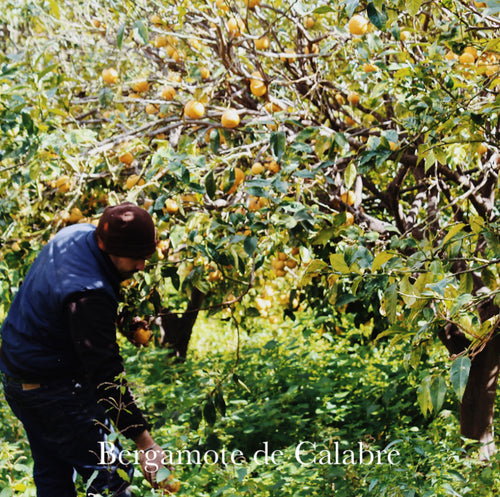Huile essentielle - Bergamote