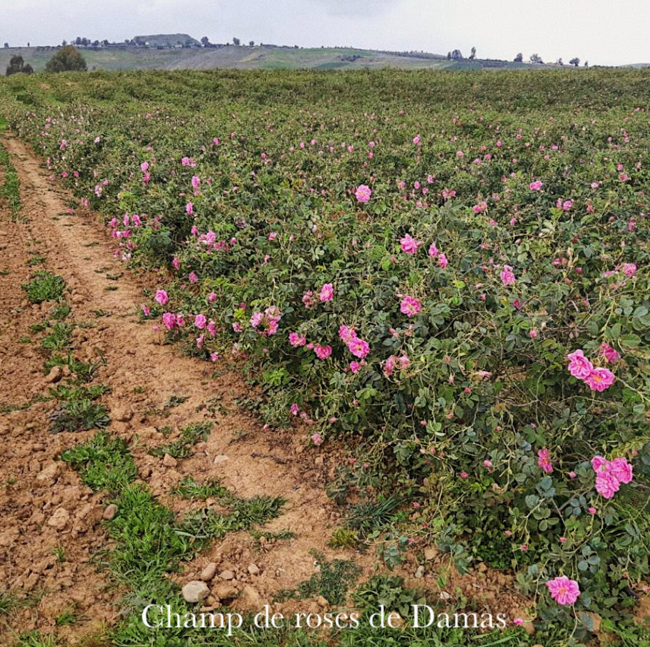 Huile essentielle - Rose