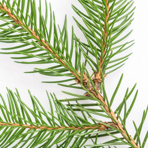 Nettoyant tout usage - Sapin