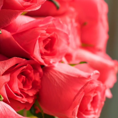 Rose 320