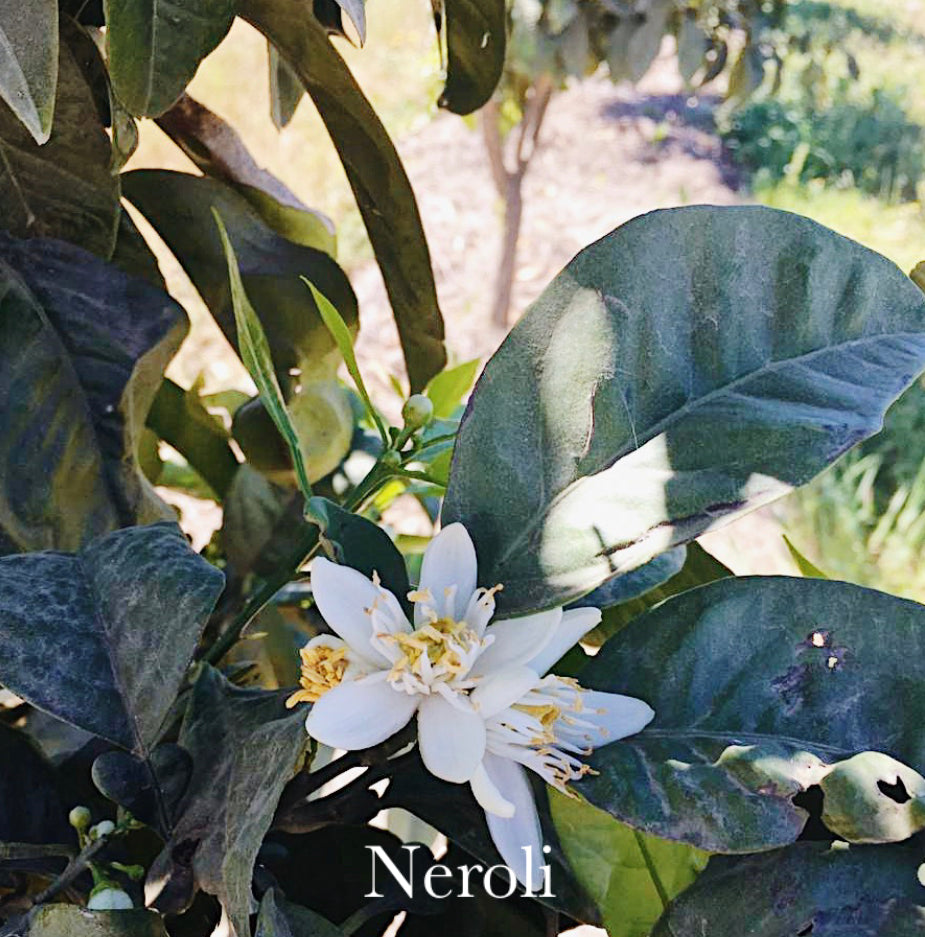 Huile essentielle - Néroli