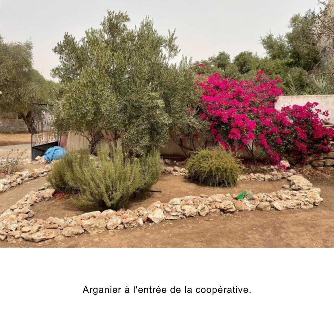 Organic Argan Oil