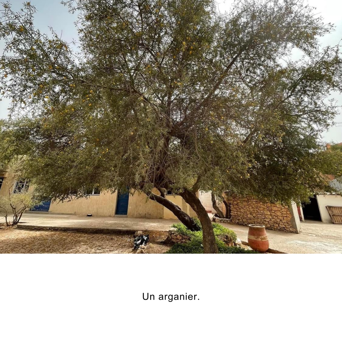 Organic Argan Oil