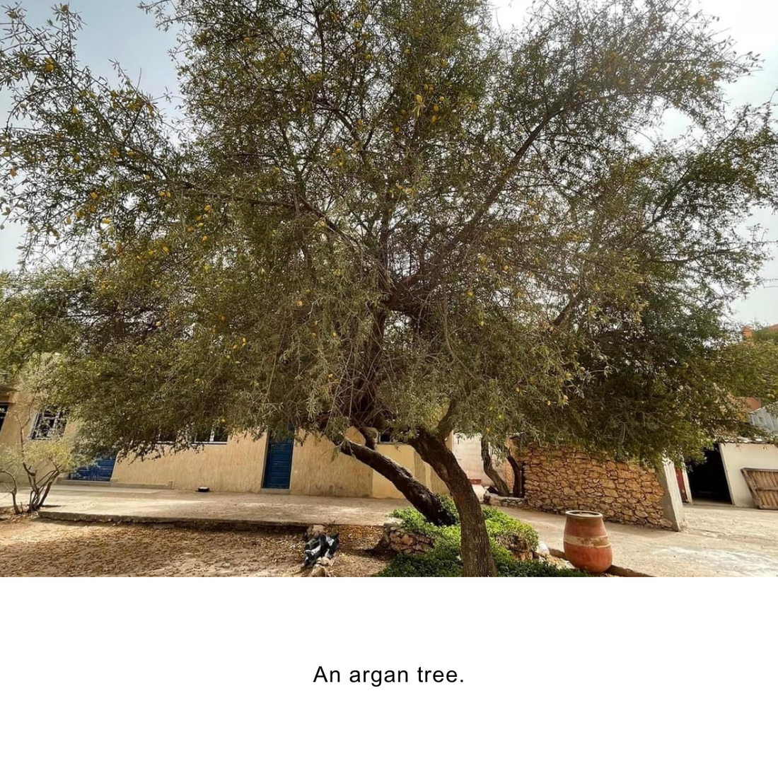 Organic Argan Oil