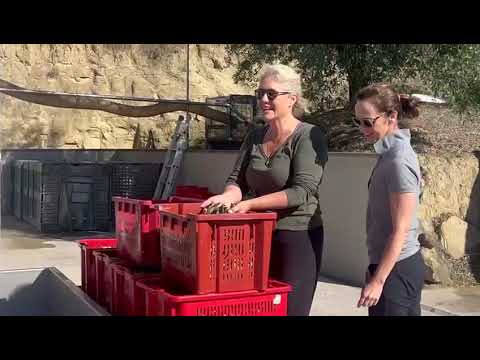 Novello Extra Virgin Organic Olive Oil