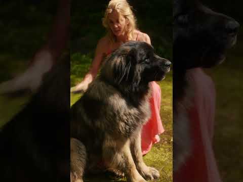 Kunzea, the dog's friend