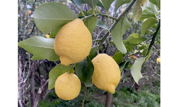 Propriétés des huiles essentielles appuyées par la science 