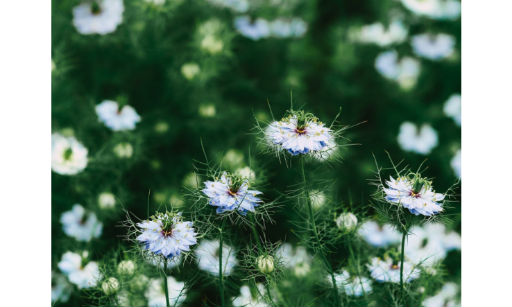 Huile de Nigelle - Ses nombreux bienfaits