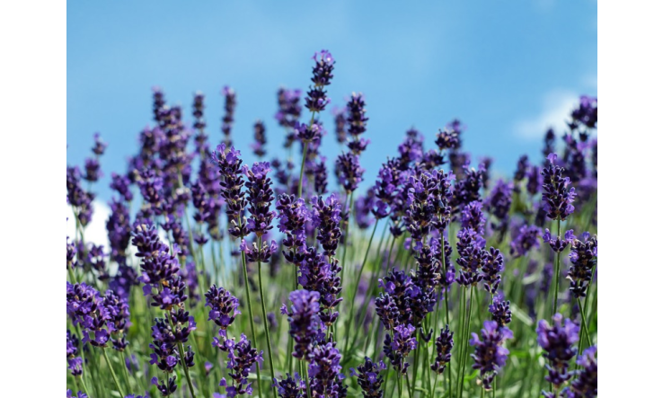 Bains aux Huiles Essentielles pour une Récupération Parfaite!