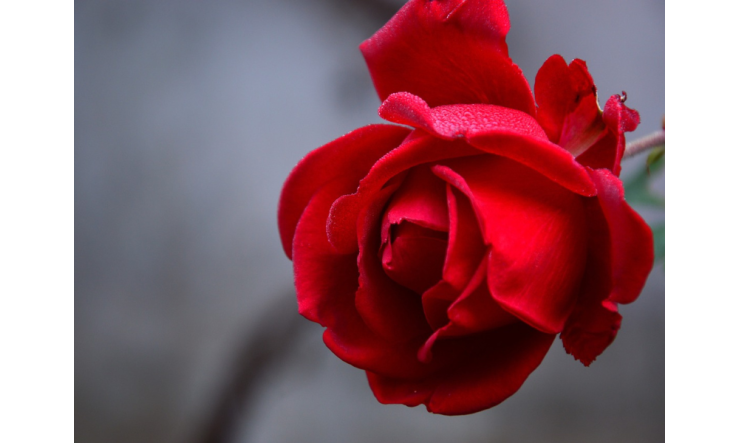 Éveil des Sens : Les huiles essentielles pour une Saint-Valentin tout en douceur et complicité