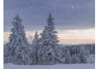 Affrontez l'hiver en pleine forme grâce aux huiles essentielles! 