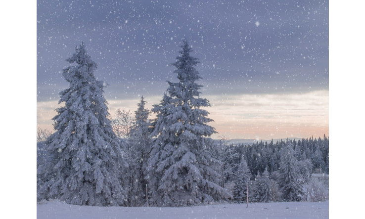 Affrontez l'hiver en pleine forme grâce aux huiles essentielles! 