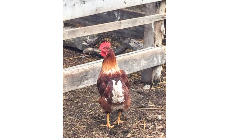 Jacynthe à la ferme, le coq