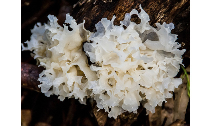 Champignon des neiges - Hydratation & Anti-âge